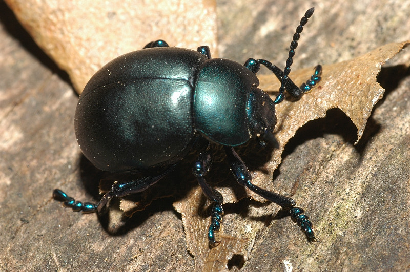 Timarcha tenebricosa, no T. nicaeensis