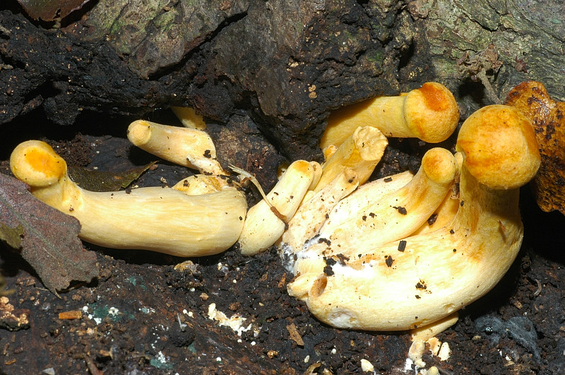 Piccola escursione in bosco di pianura