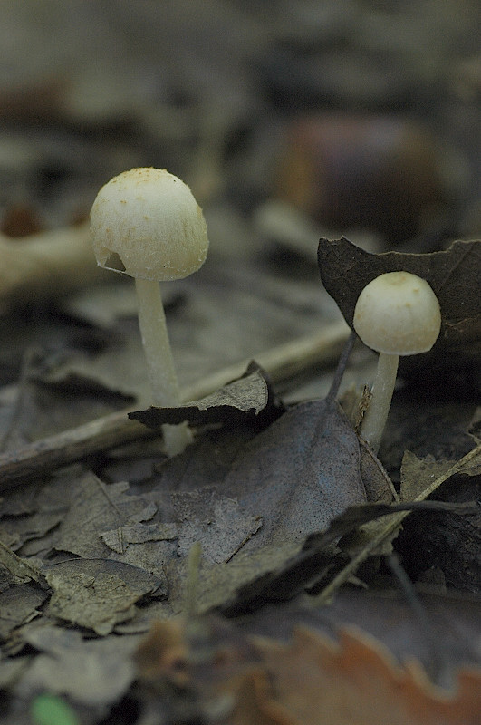 Piccola escursione in bosco di pianura