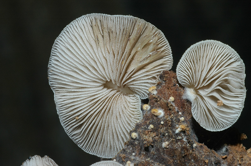 Piccola escursione in bosco di pianura