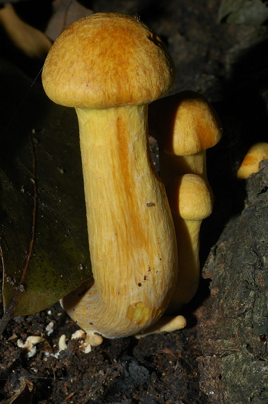 Piccola escursione in bosco di pianura