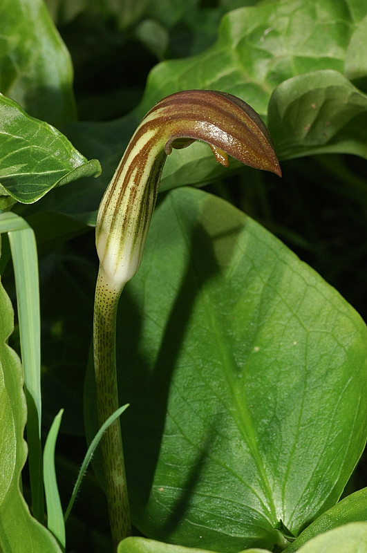 Arisarum vulgare / Arisaro comune