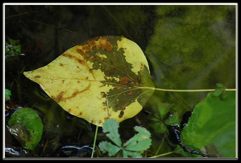 Esperimenti... d''acqua