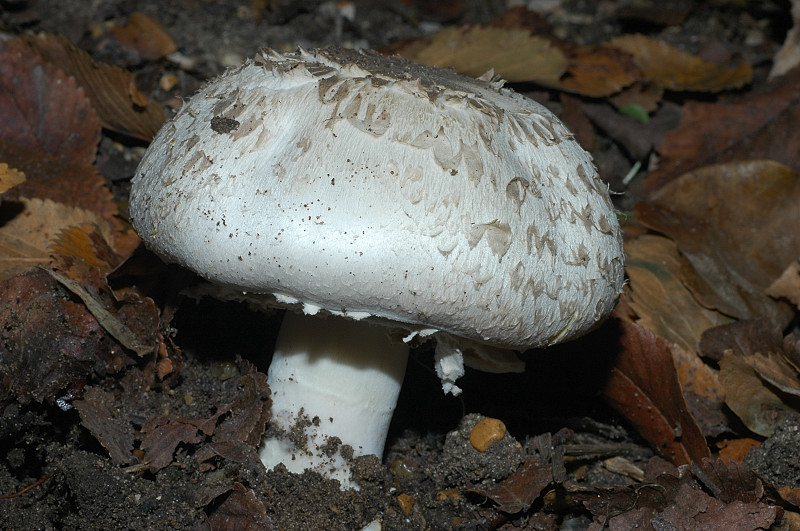 Agaricus sp.