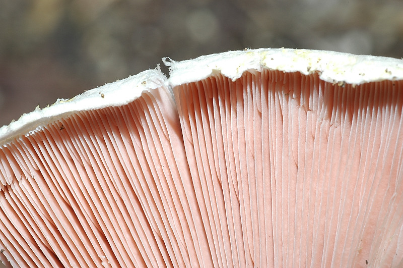 Agaricus sp.