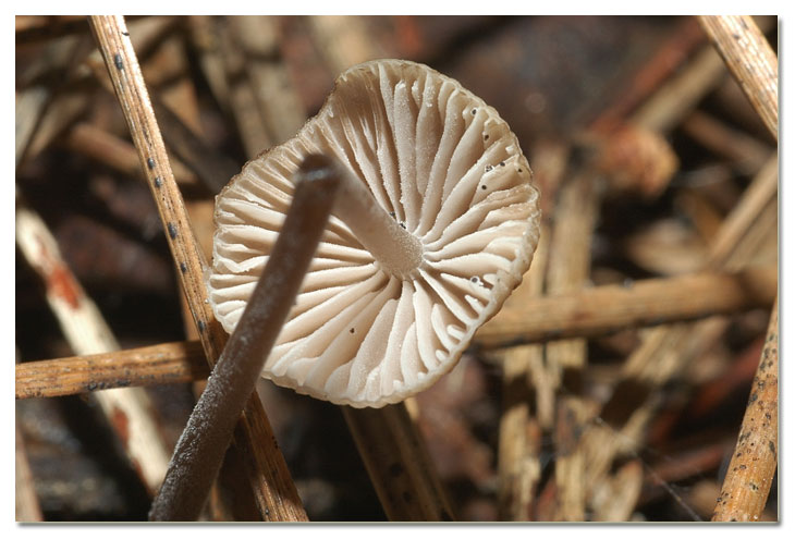 I funghi della Pineta di Procoio