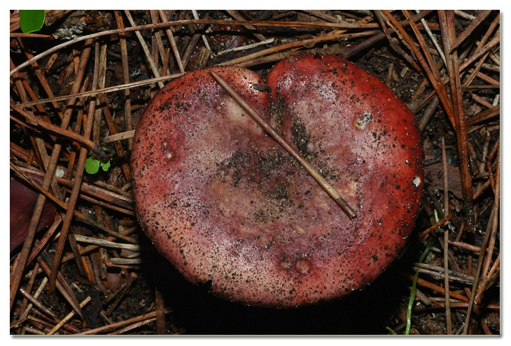 I funghi della Pineta di Procoio