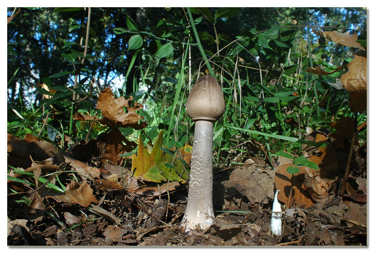 Piccola escursione in bosco di pianura