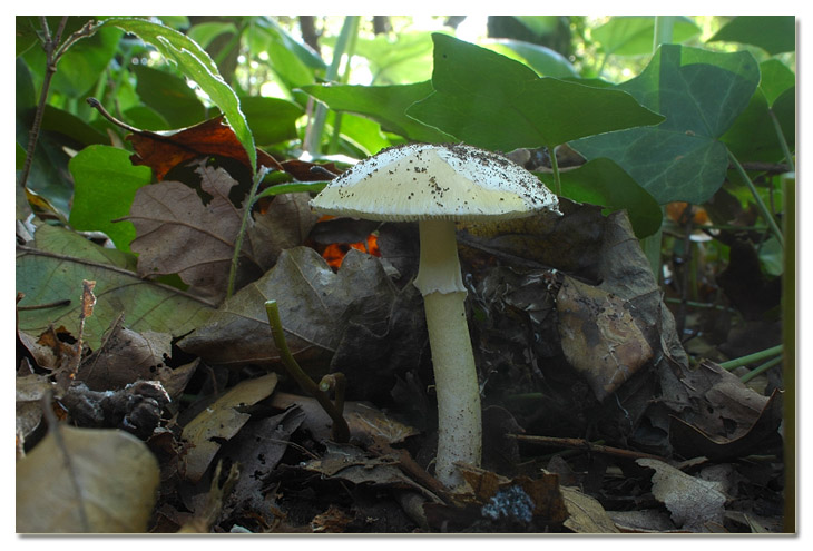 Piccola escursione in bosco di pianura