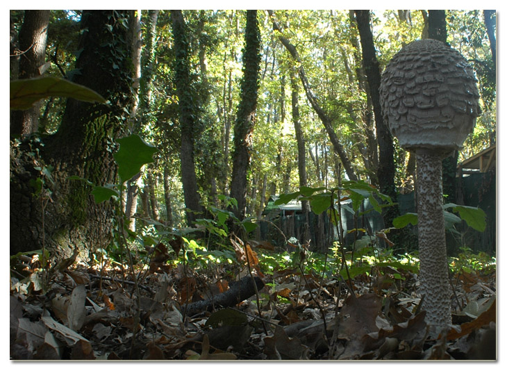 Piccola escursione in bosco di pianura