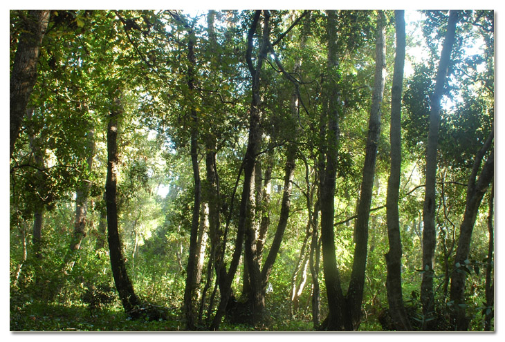 Piccola escursione in bosco di pianura