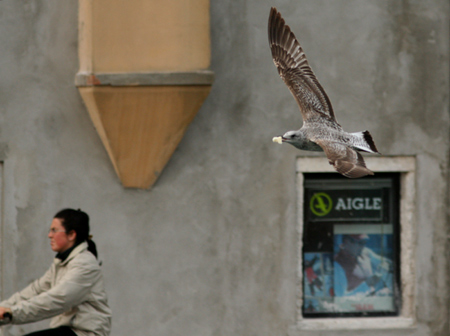 Fotostoria a Chioggia (Ve) Gabbiani reali - che altro senn?