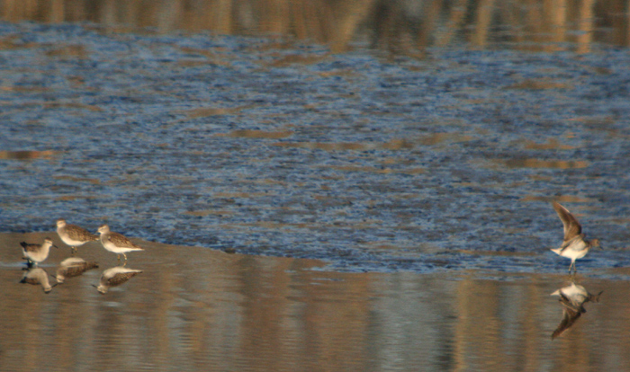 Piro-piro boscherecci svernanti nel Delta del Po