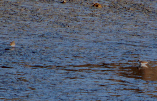 Piro-piro boscherecci svernanti nel Delta del Po