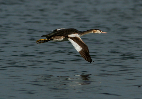 Svasso maggiore - Podiceps cristatus