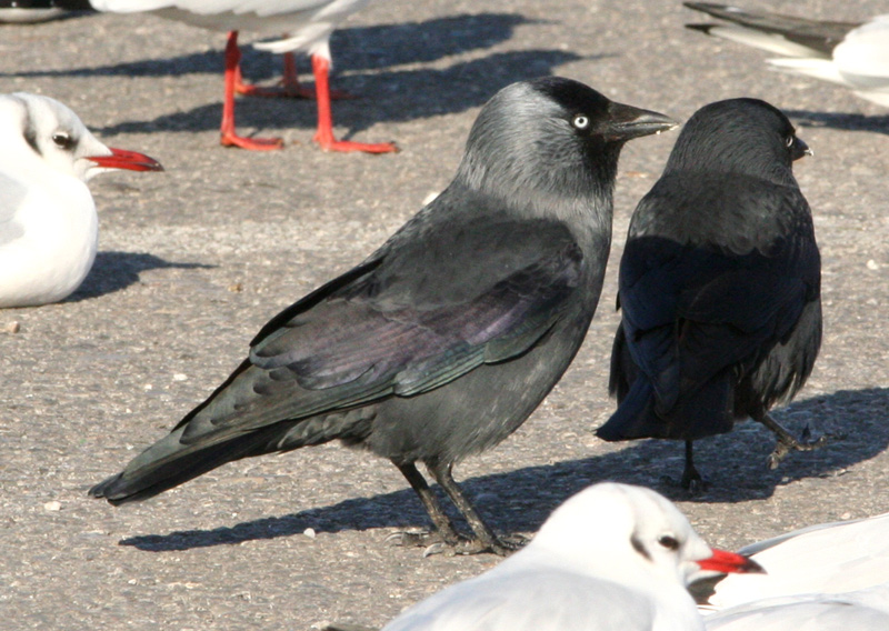 Taccola  Corvus monedula equilibrista