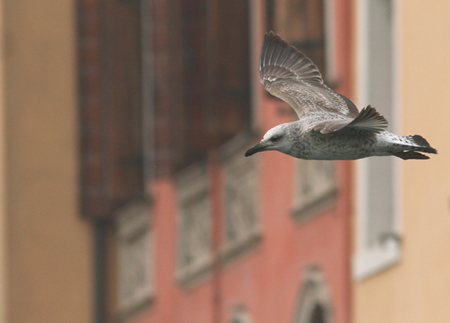 Fotostoria a Chioggia (Ve) Gabbiani reali - che altro senn?