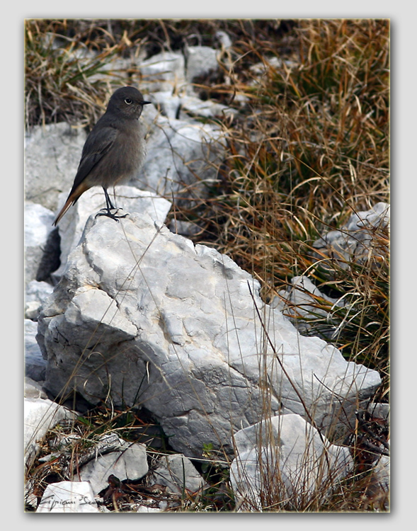 Codirosso spazzacamino (Phoenicurus ochruros).