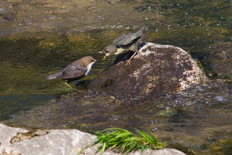 Merlo acquaiolo