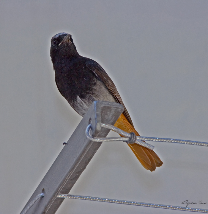 Codirosso spazzacamino (Phoenicurus ochruros).