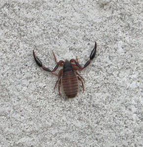 Pseudoscorpionida, Cheliferidae