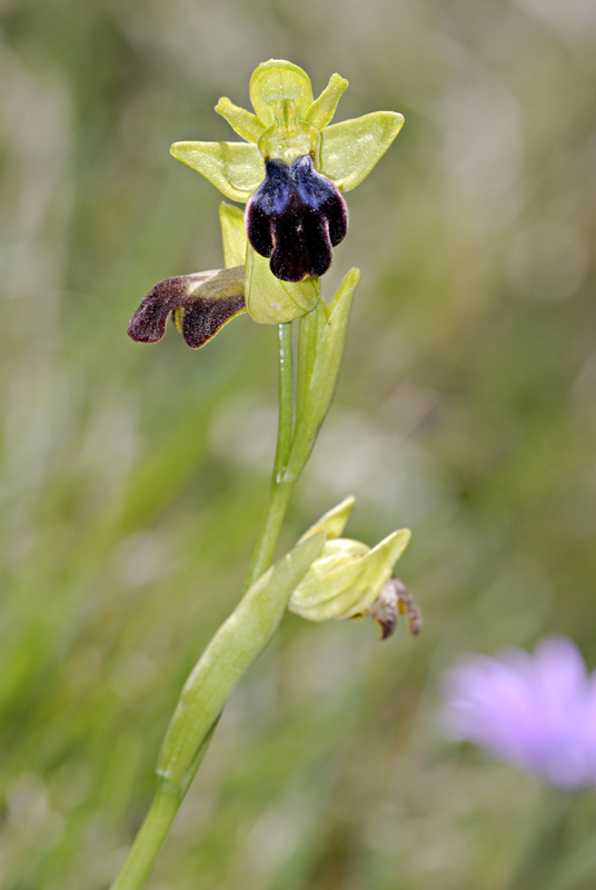 Ophrys  iricolor