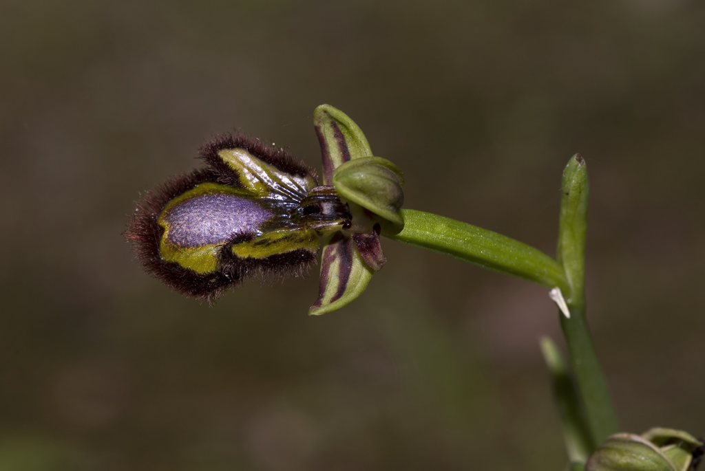 Ophrys vernixia subsp.ciliata