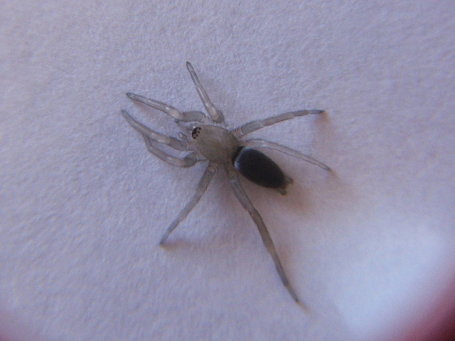 Gnaphosidae (Scotophaeus fresco di muta?)