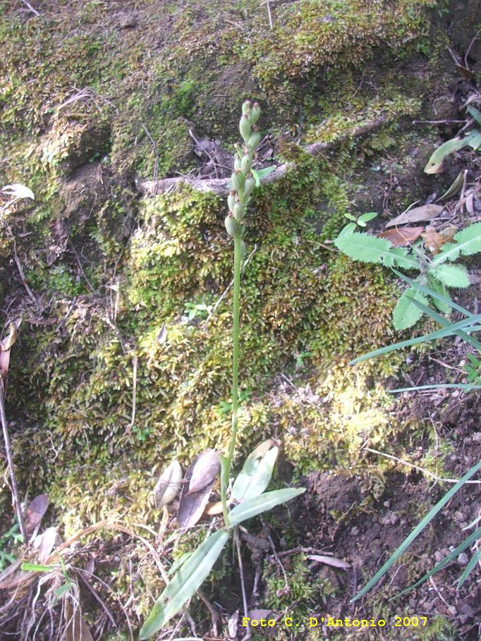 Neotinea maculata, Orchis intacta