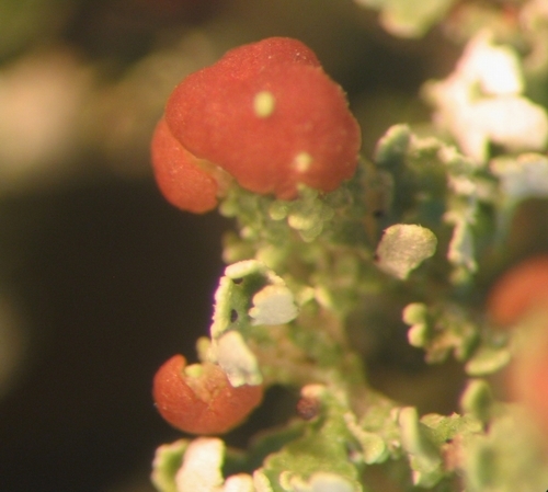 Cladonia squamosa