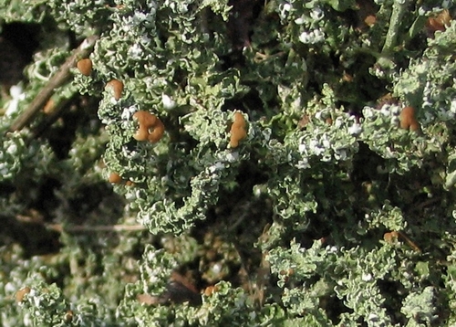 Cladonia squamosa