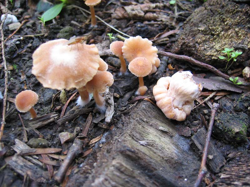 Da determinare (Tubaria romagnesiana parassitata)