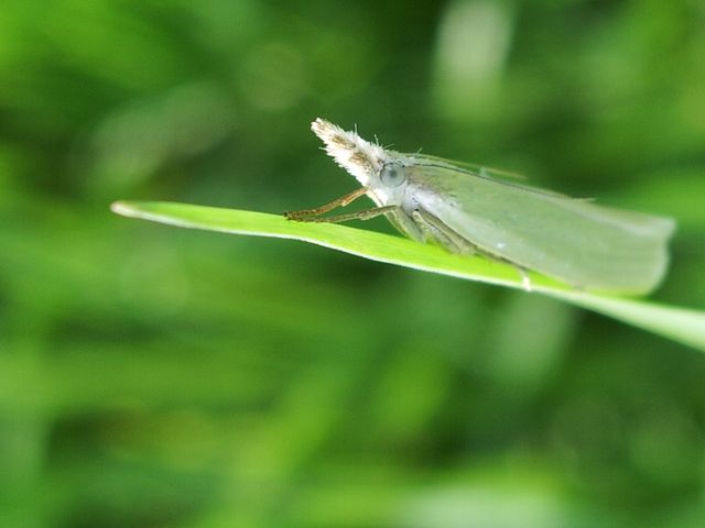 Lepidottera da identificare