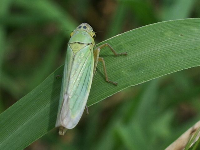 Cicadella viridis