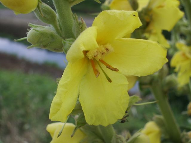 Verbascum phlomoides