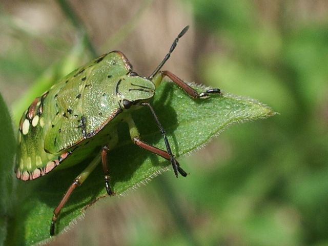 Nezara viridula