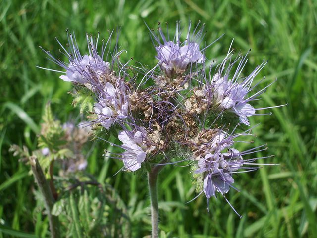 Phacelia tanacetifolia / Phacelia