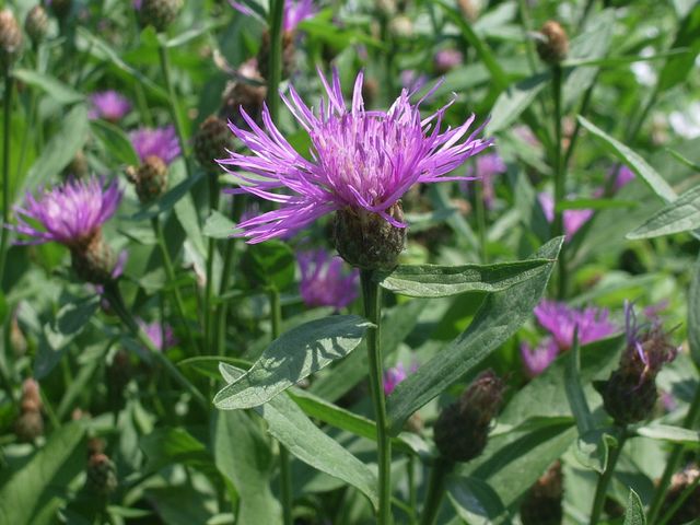 Centaurea cfr.nigrescens