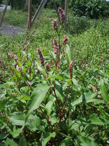 Persicaria maculosa o P. lapatifolia