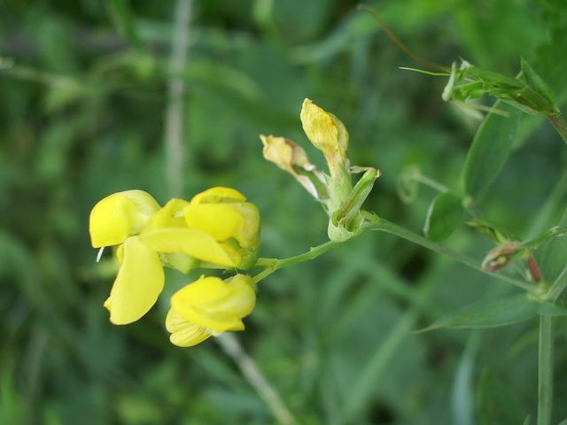 Lathyrus pratensis