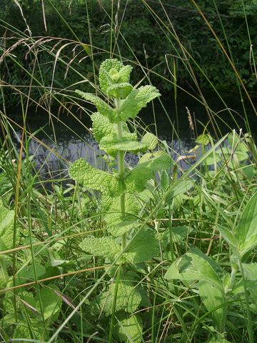 Melissa officinalis