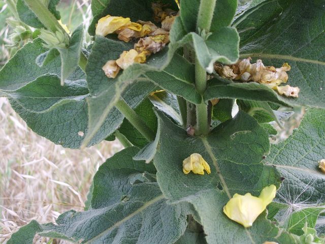 Verbascum phlomoides