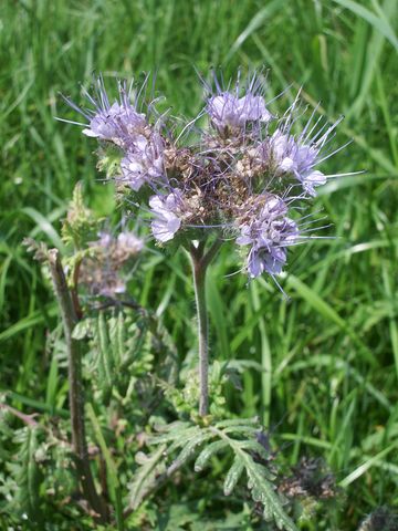 Phacelia tanacetifolia / Phacelia