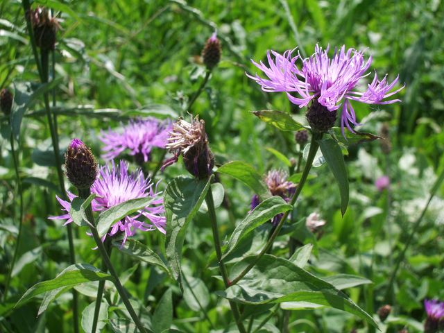 Centaurea cfr.nigrescens