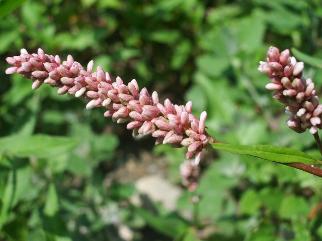 Persicaria maculosa o P. lapatifolia