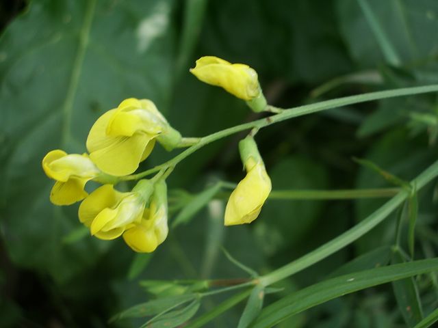 Lathyrus pratensis