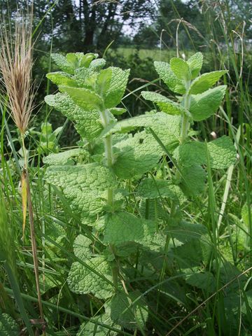 Melissa officinalis