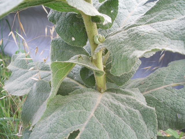 Verbascum phlomoides