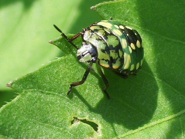 Nezara viridula