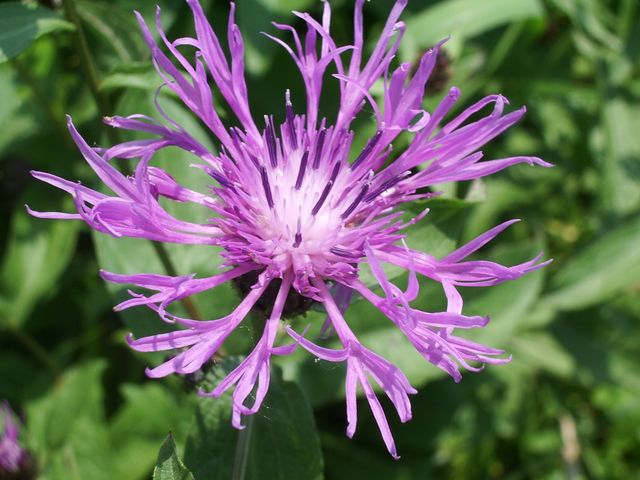 Centaurea cfr.nigrescens